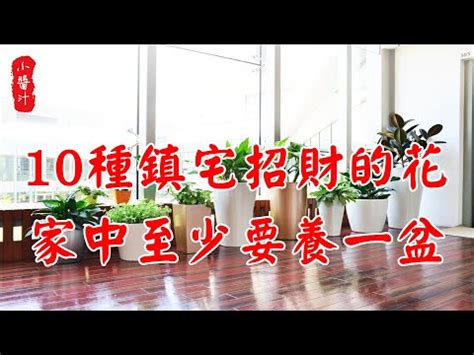 盆栽數量風水|家裡的植物別亂種！命理師湯鎮瑋曝5大植栽風水禁忌，盆栽放「。